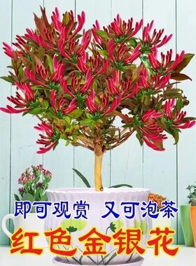 四季开花浓香型红色金银花树苗抗寒耐冻新品种阳台老桩盆景金银花