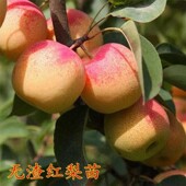 红梨树苗嫁接云南红梨苗红皮梨苗南北方种植盆栽地栽当年结果