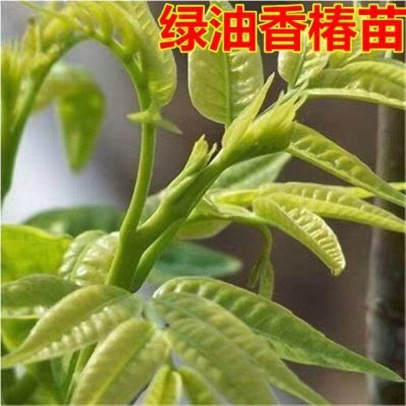 绿油香椿苗果树种子种苗四季种植阳台盆栽地栽南北方种植当年结果