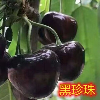 黑珍珠大樱桃树苗美国车