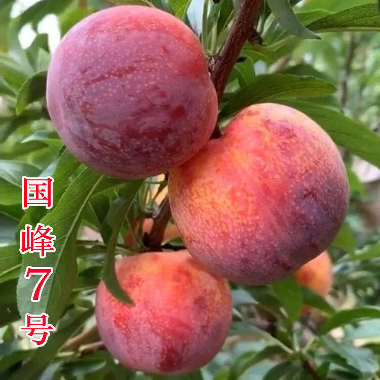 正宗国峰七号树苗晚熟品种嫁接李子苗南方北方种植国丰7号辽宁,农用物资,果树种子/种苗,淘宝优惠券,粉丝福利购,淘宝优惠卷