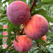 正宗国峰七号树苗晚熟品种嫁接李子苗南方北方种植国丰7号辽宁