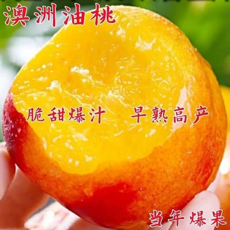 桃树苗新品种早熟澳洲油桃苗嫁接桃树苗当年结果南北方种植果树苗