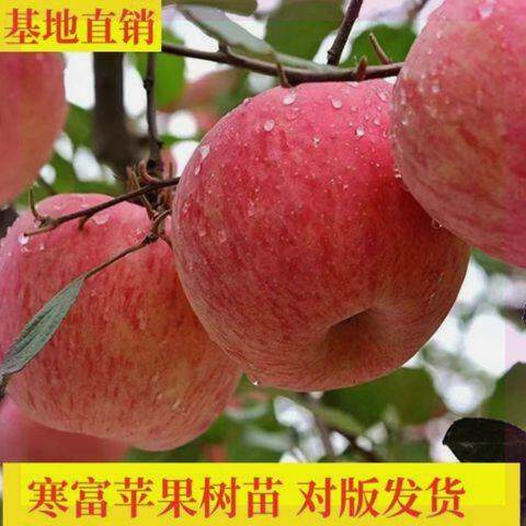 寒富苹果树苗苹果树苗耐寒抗冻南北方种植盆栽地栽当年结果果树苗