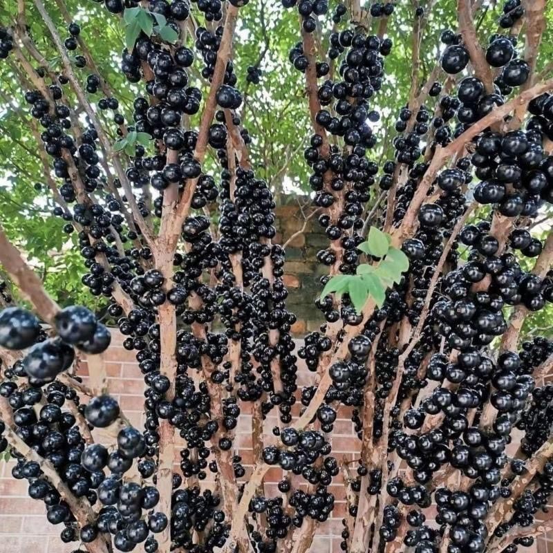 A无籽嘉宝果纯甜无酸四季沙巴嘉宝果树葡萄南北方种植当年结果,农用物资,果树种子/种苗,淘宝优惠券,粉丝福利购,淘宝优惠卷