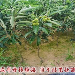 嫁接板栗苗大红袍油栗南方锥栗树苗尖栗子当年结果小板栗糖炒栗子