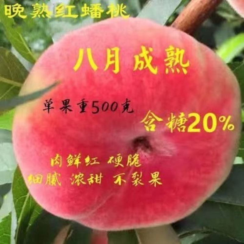 新品种晚熟红蟠桃树苗嫁接冬桃苗南北方种植当年结果离核超甜
