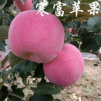 寒富苹果树苗耐庭院地栽盆