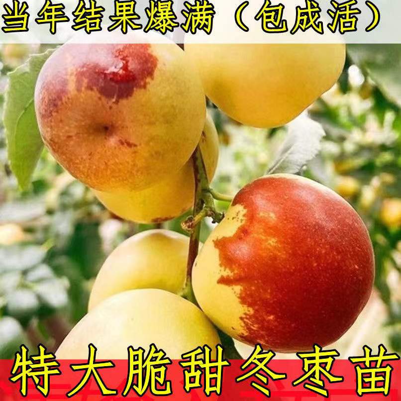 嫁接枣树苗当年结果 特大地栽庭院盆栽沾化2代大果冬枣南果树果苗