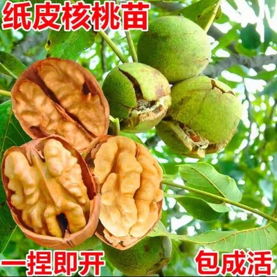 纸皮核桃树果苗185新疆南北方庭院地栽盆栽嫁接薄皮特大当年结果
