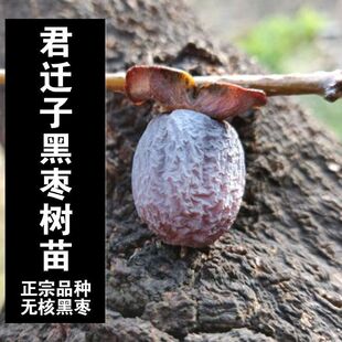 无核黑枣苗软枣苗野生君迁子苗野柿子苗牛奶黑枣果树正宗黑枣树苗