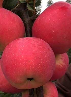 苹果树苗嫁接众成一号苹果苗盆栽地栽庭院南北方种植当年结果