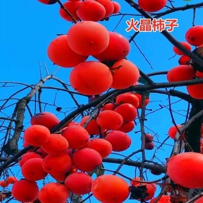 嫁接树无核水晶柿子苗地栽