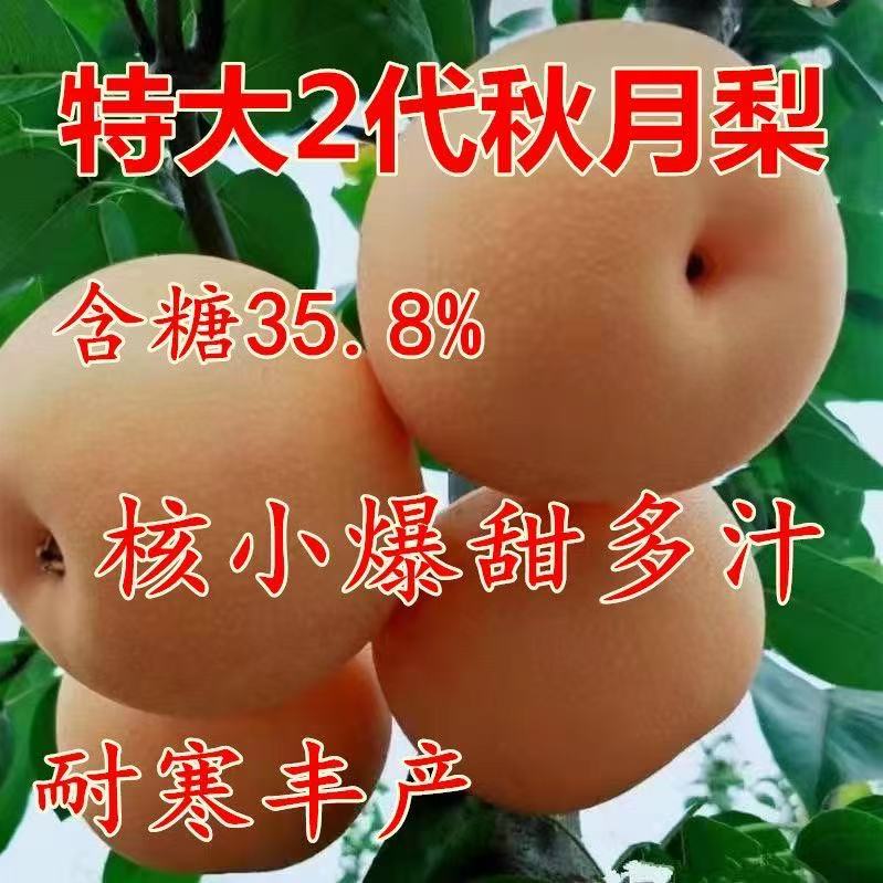 秋月梨树果苗正宗山东莱