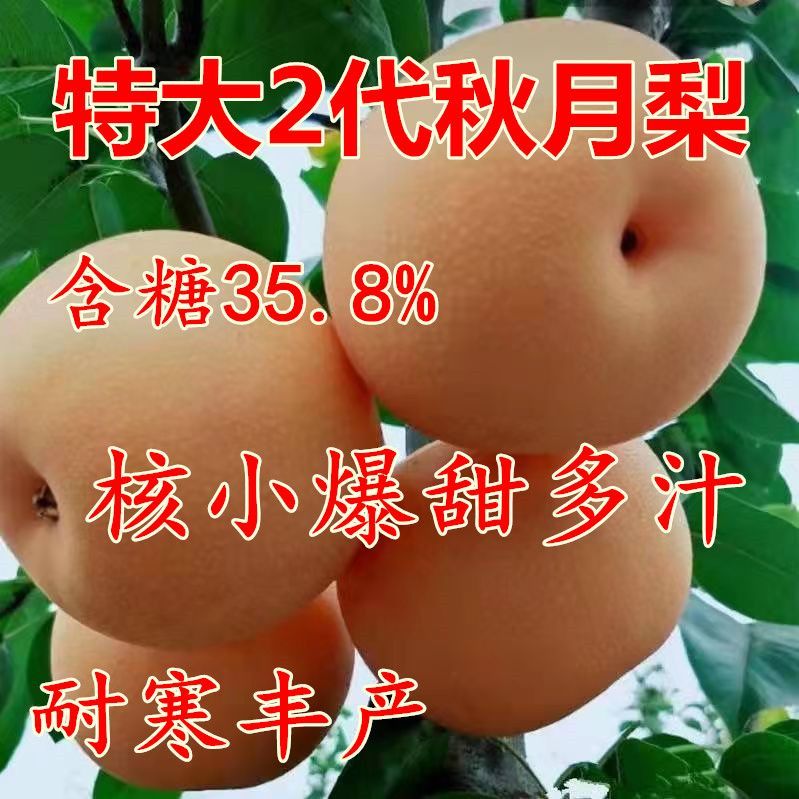 梨树苗正宗秋月梨皇冠特