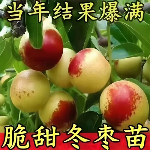 脆甜冬枣树苗嫁接苗南方北方种植盆栽地栽当年结果果树苗