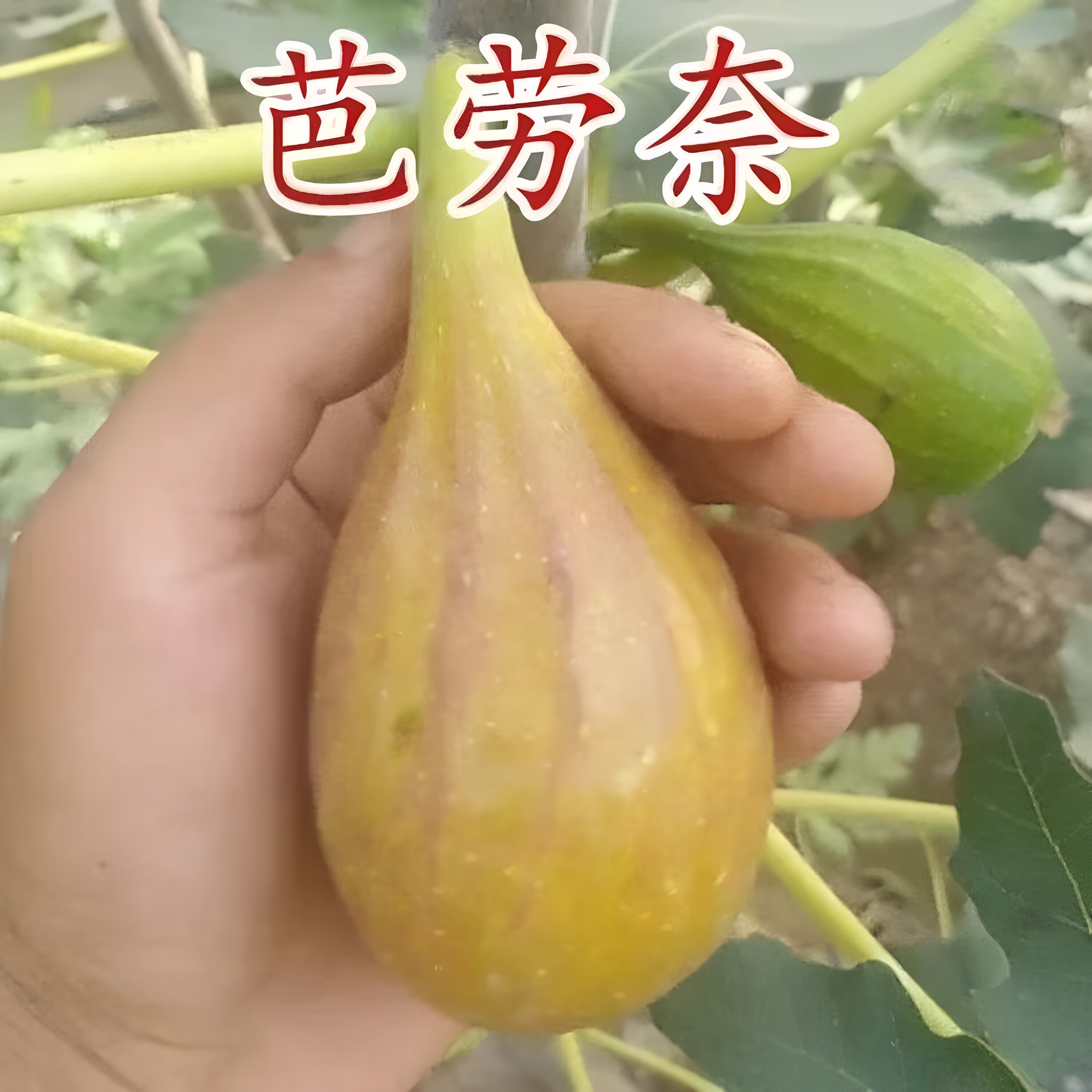 无花果树苗巴劳奈无花果苗南方北方种植阳台耐寒当年结果大苗