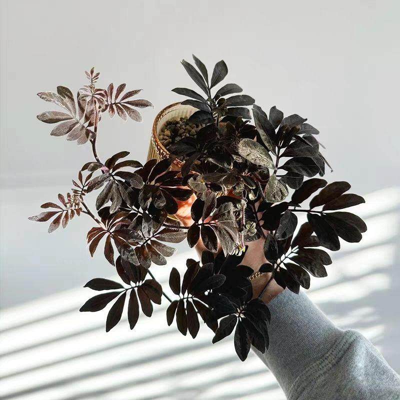 厄瓜多尔紫茄暗黑系列小众观叶垂吊兰可爱花卉绿植盆栽多年生,鲜花速递/花卉仿真/绿植园艺,割草机/草坪机,淘宝优惠券,粉丝福利购,淘宝优惠卷