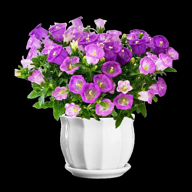 极速大花风铃草酒杯风铃花盆栽带花苞阳台鲜花庭院绿植Z紫色风铃