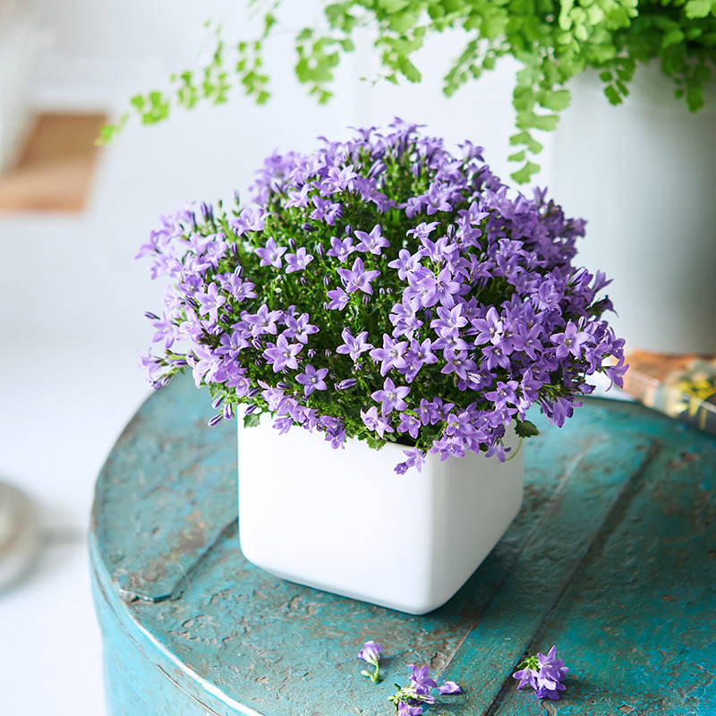 极速紫风铃草花卉盆栽带花苞开花B植物客厅室内办公室美观水培绿