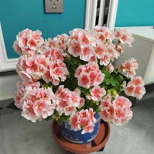 极速新品c重瓣直立天竺葵大全盆栽苗国王公主万岁带花苞四季开花