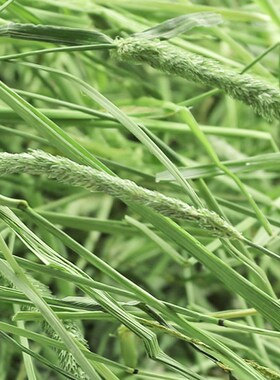 极速2021 timothy grass hay forage grass rabbit rabbit. food