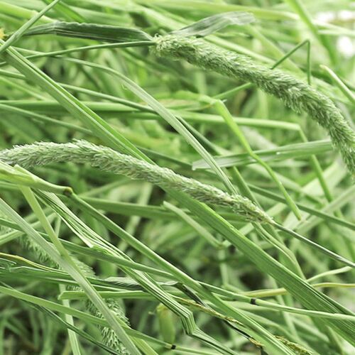 极速2021 timothy grass hay forage grass rabbit rabbit. food