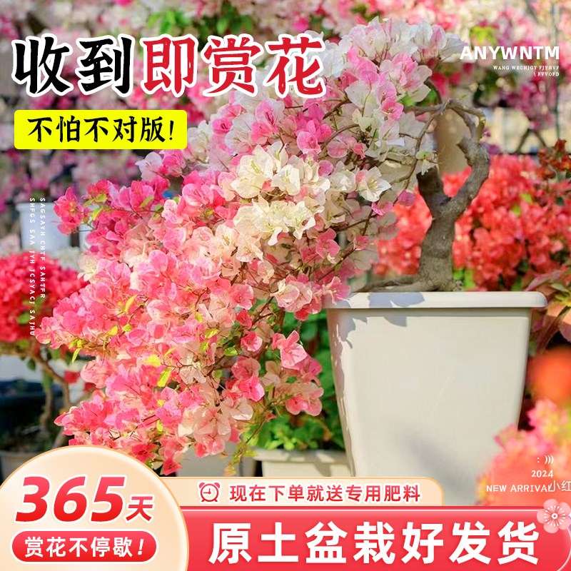 极速三角梅盆栽带花m发货绿樱四季开花重瓣红爬藤老桩漳红樱三角