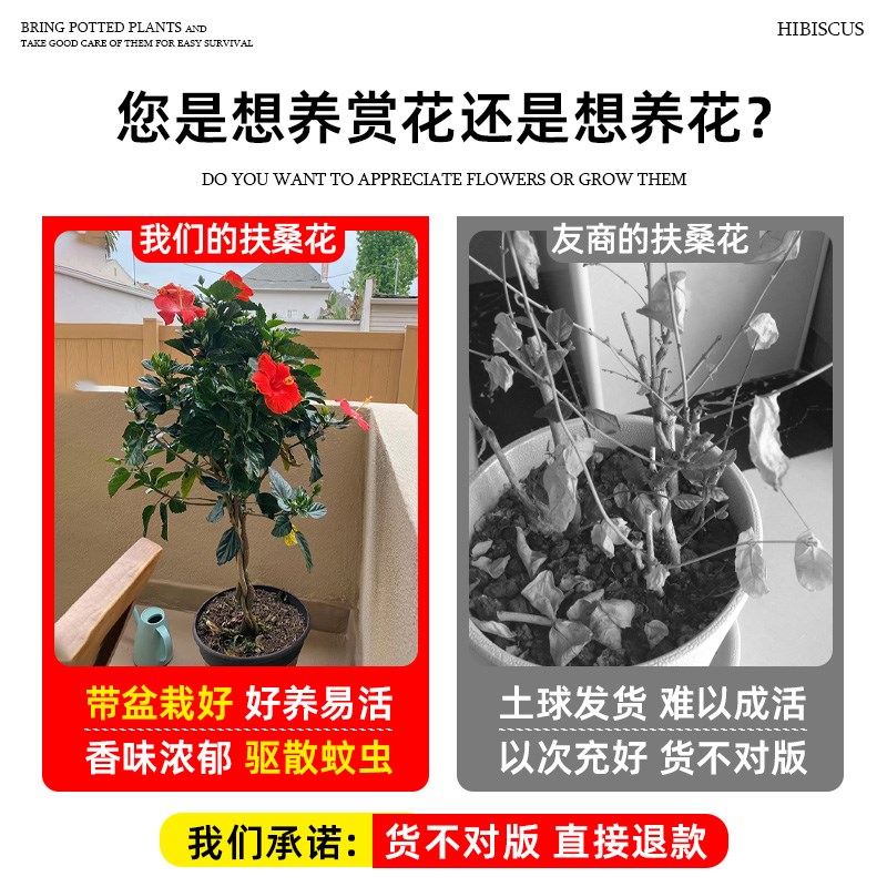 极速扶桑花盆栽重瓣带花苞红色朱槿牡丹植物室P内阳台庭院四季花