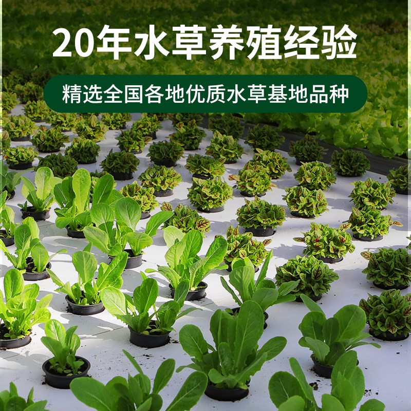极速鱼缸水草植物真鱼缸水草造景莫斯蜈蚣懒人装T饰套餐柱净化水