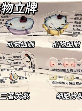生物立牌学习励志摆件