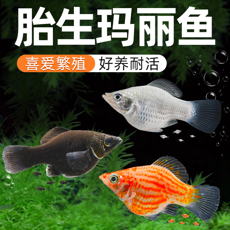 胎生鱼玛丽鱼皮球鱼好养耐活观赏鱼小型热带活体鱼易繁殖包活包邮