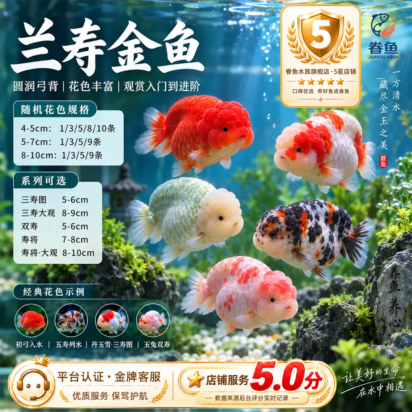 精品兰寿金鱼包活鱼苗观赏鱼冷水鱼五花红白兰寿新手好养耐活