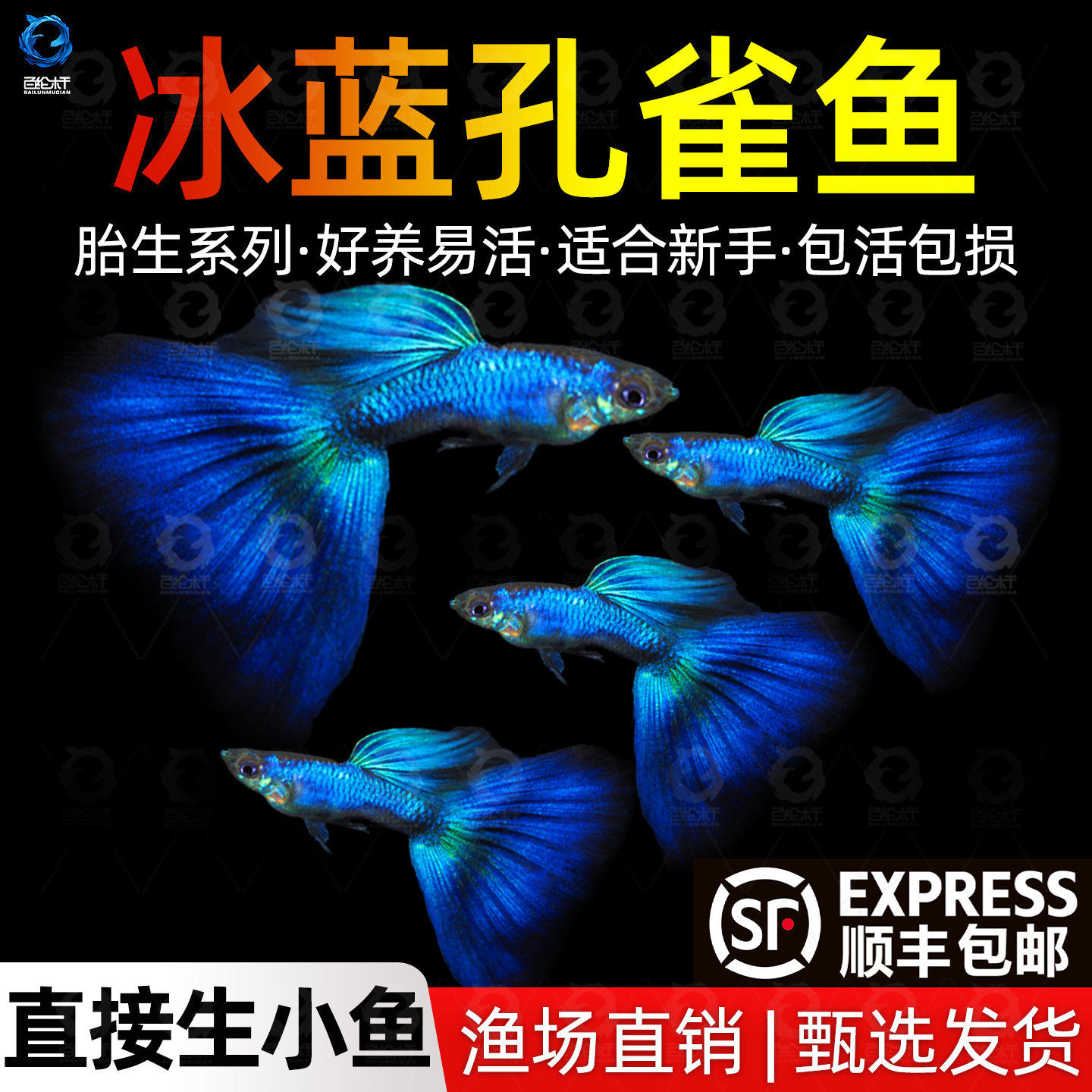 顺丰冰蓝孔雀鱼活鱼热带观赏鱼好养耐活淡水鱼苗冷水凤尾鱼小型,宠物/宠物食品及用品,观赏鱼饲料,淘宝优惠券,粉丝福利购,淘宝优惠卷