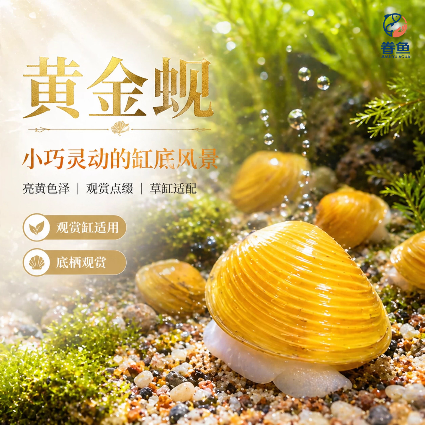 黄金蚬河蚬溪蚬小河蚌黄金螺除藻 清洁净水观赏 鱼缸吃鱼粪便清理