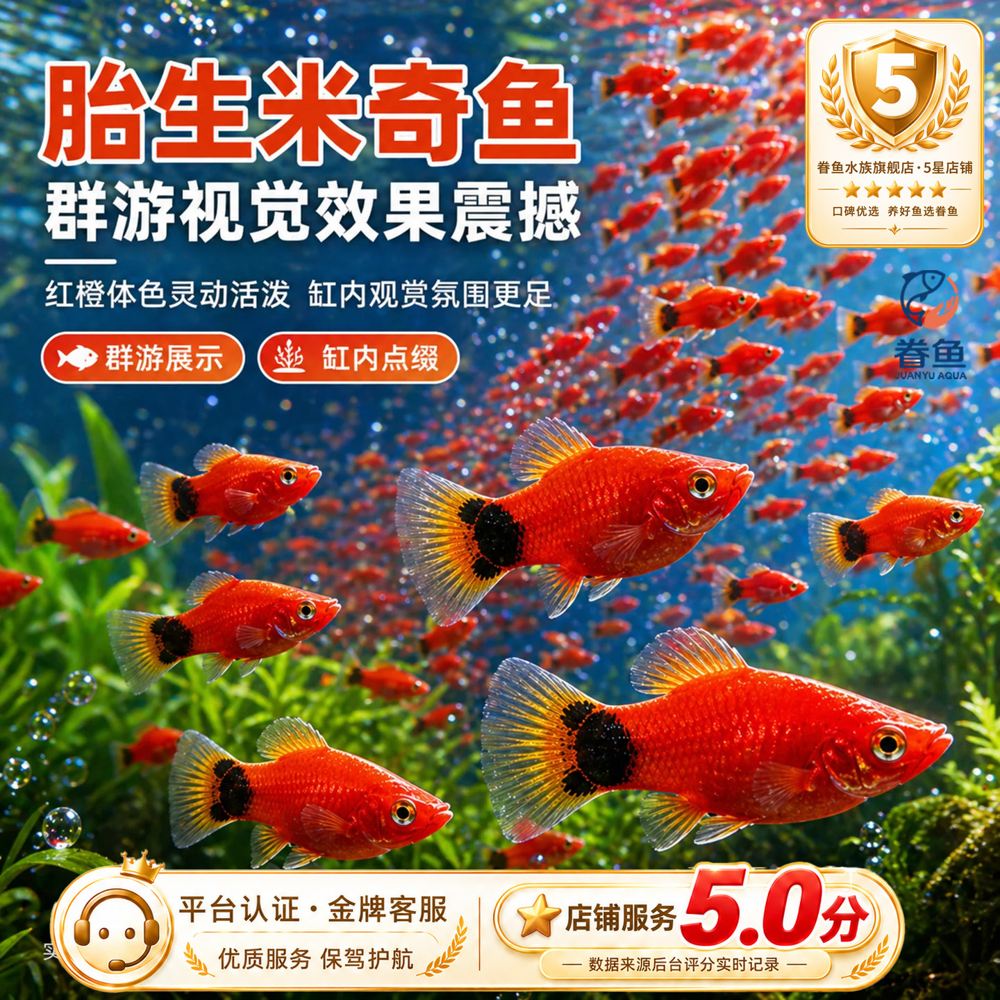 胎生鱼苗米奇鱼小鱼活观赏鱼热带鱼小型淡水好养孔雀鱼玛丽鱼
