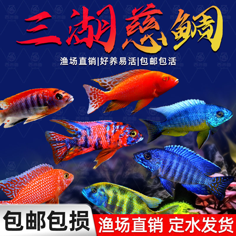 三湖慈鲷鱼马鲷非洲王子凤凰鱼活体淡水中小型耐养易活热带观赏鱼