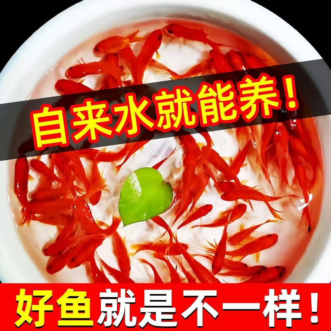纯种凤尾大红草金鱼小锦鲤淡水观赏鱼苗好养耐活自来水冷水活鱼苗