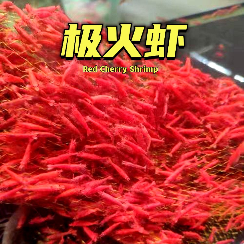 极火虾观赏虾淡水宠物虾樱花虾黑壳虾除藻虾红琉璃米虾水晶虾