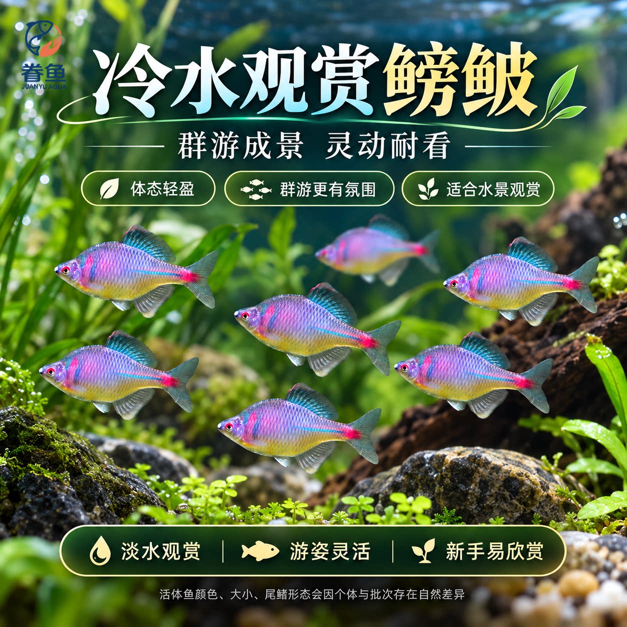 七彩鳑鲏原生旁皮鱼菜板鱼除丝藻鱼原生鱼新手鱼冷水鱼观赏鱼包邮