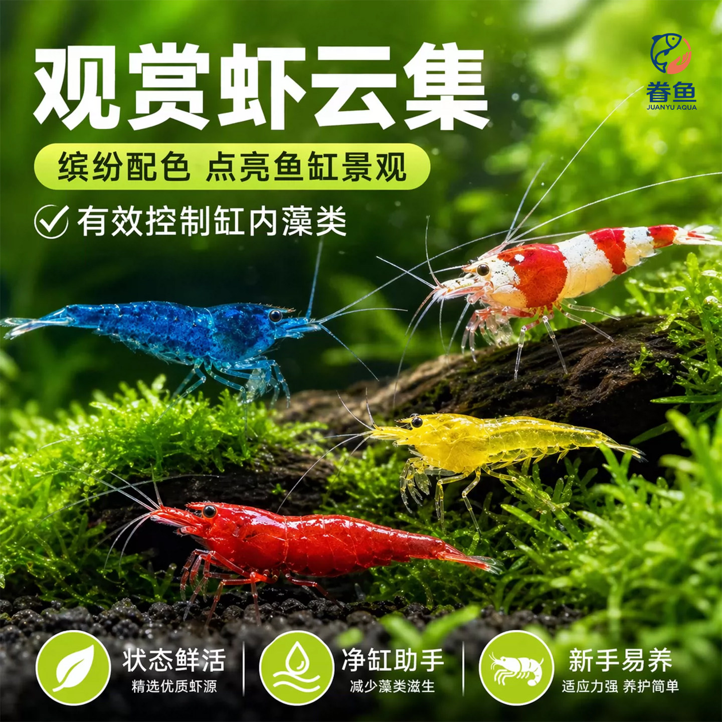 观赏虾除藻虾淡水鲜活黑壳虾清洁鱼耐活好养热带观赏鱼宠物水晶虾