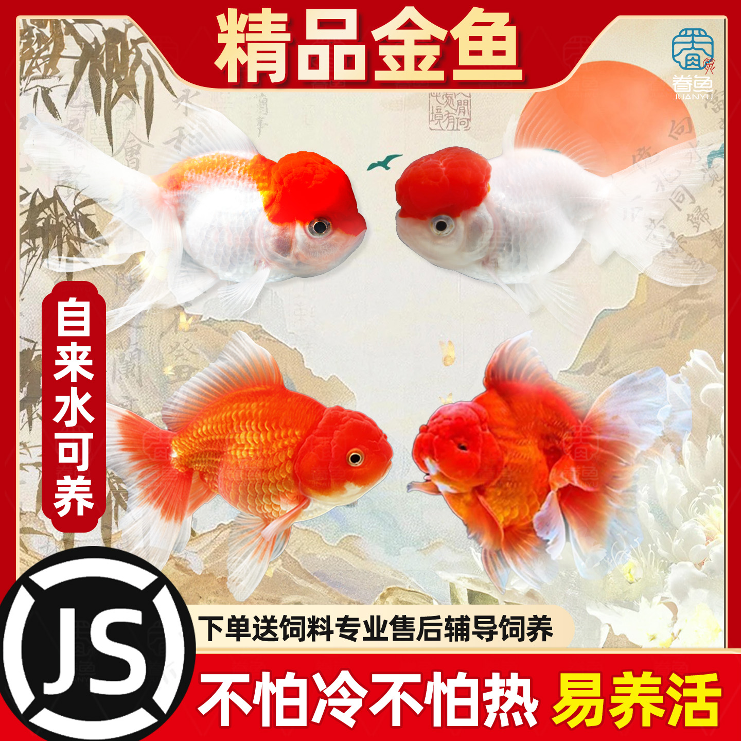 小金鱼活鱼观赏鱼冷水淡水红草鱼锦鲤鱼好养耐活鸿运当头国粹金鱼