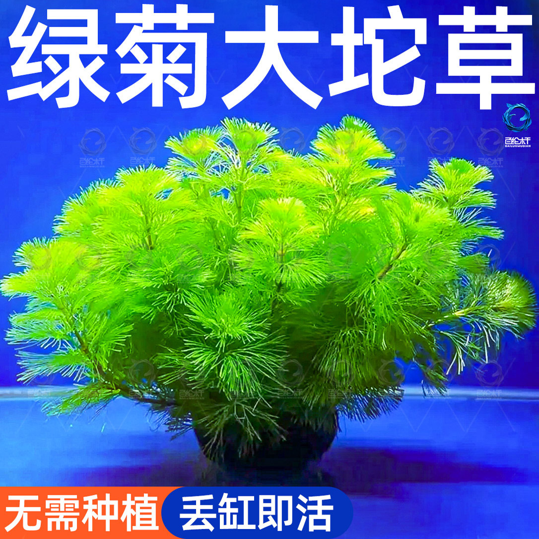 绿菊小坨草缸鱼缸造景真后景水草新手蜈蚣草增氧淡水阴性活体植物