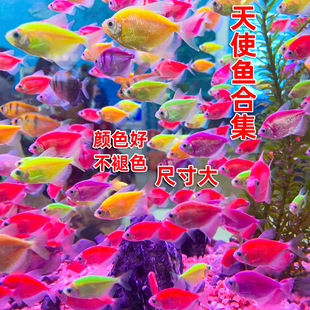 天使观赏鱼热带淡水观赏鱼群游不褪色七彩神仙鱼斑马孔雀鱼可混养