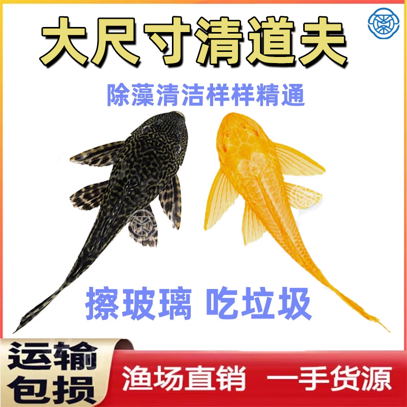 清道夫鱼缸清洁工吃粪便淡水观赏鱼好养耐活热带冷水工具鱼垃圾鱼
