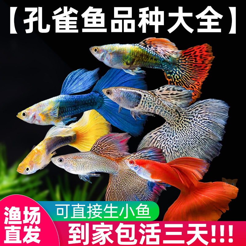 精品孔雀鱼活鱼小型鱼热带鱼苗观赏鱼新手好养耐活淡水凤尾胎生鱼