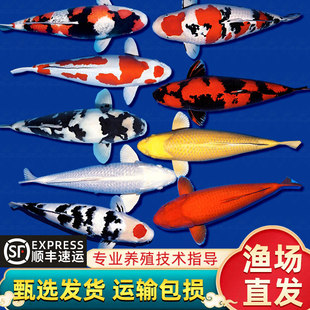 锦鲤鱼观赏鱼纯种红白三色冷水淡水小型好养耐活金鱼草金活鱼