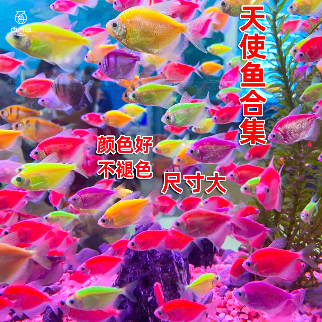 天使鱼观赏鱼热带鱼群游鱼懒人小型淡水好养耐活鱼苗孔雀鱼斑马鱼