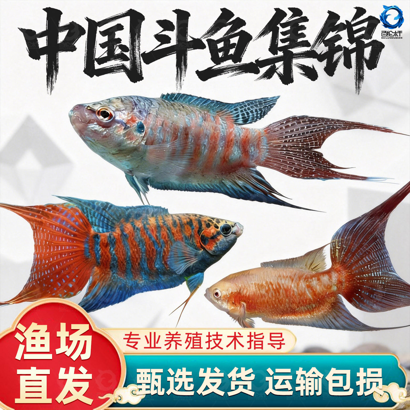 中国斗鱼活体冷水观赏鱼鱼苗不打氧好养易活小型淡水冷水活鱼,宠物/宠物食品及用品,鱼,淘宝优惠券,粉丝福利购,淘宝优惠卷