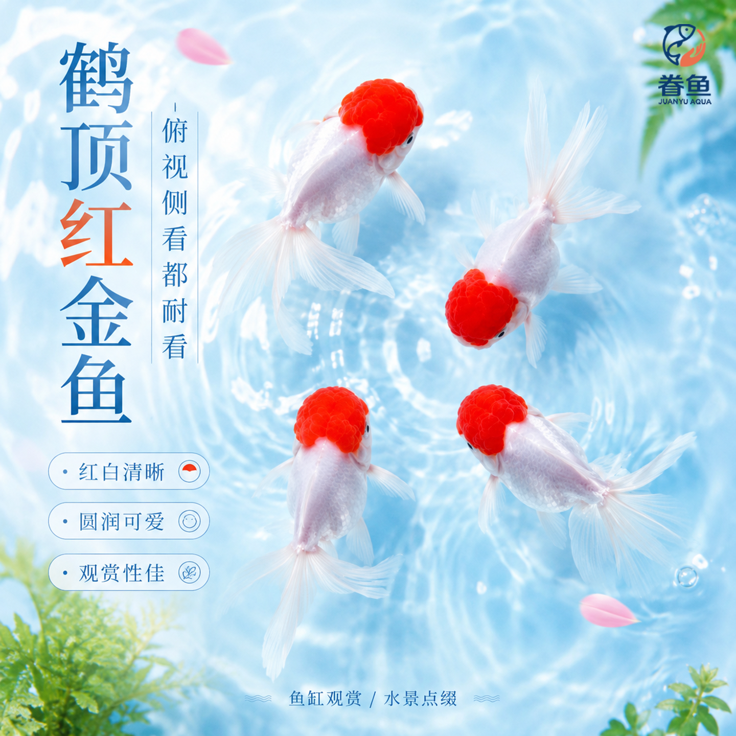鹤顶红金鱼活鱼观赏鱼小型淡水冷水鱼苗自来水好养耐活鸿运当头鱼